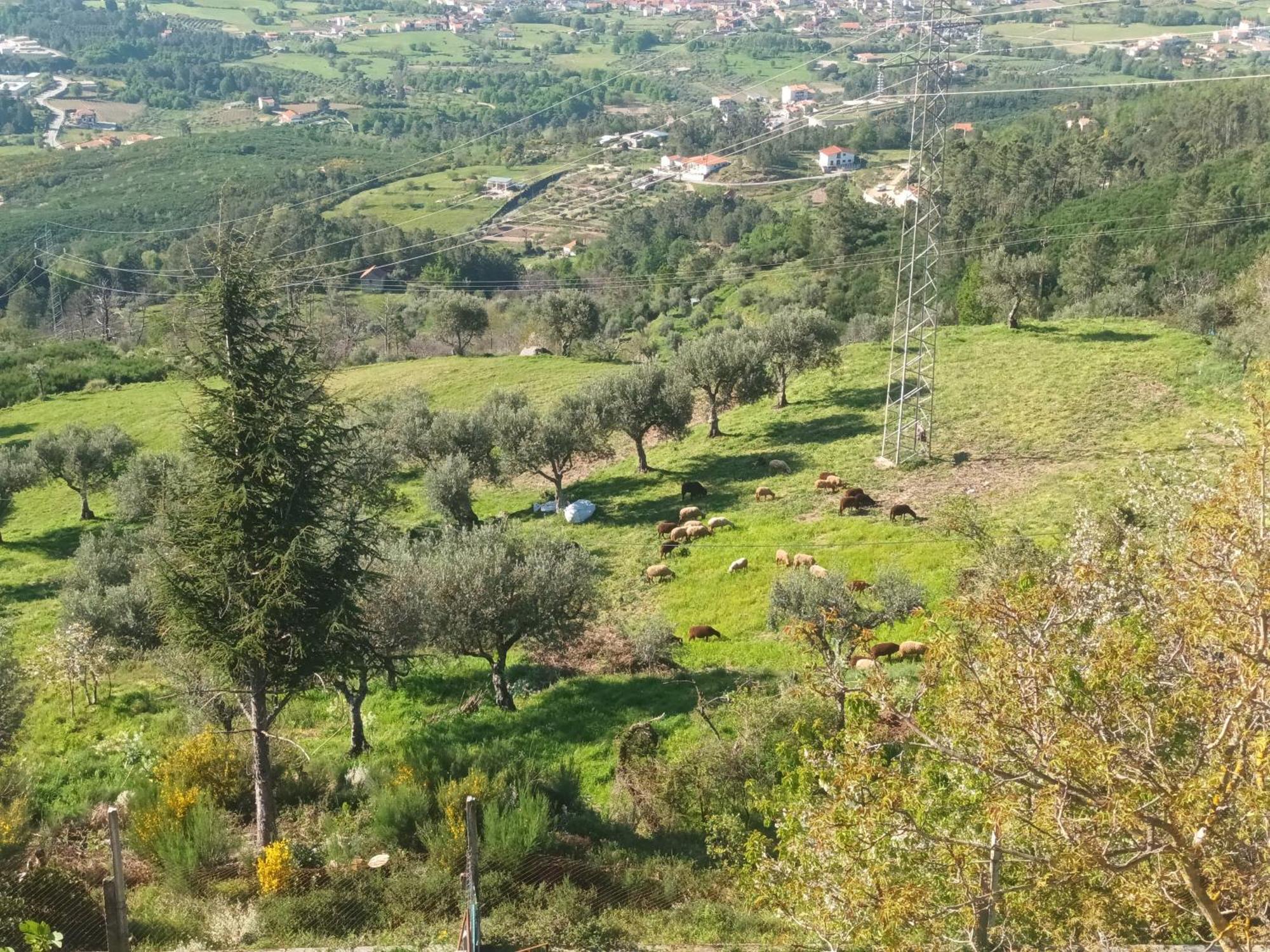 Casas Do Castelo Διαμέρισμα Aldeia da Serra  Εξωτερικό φωτογραφία